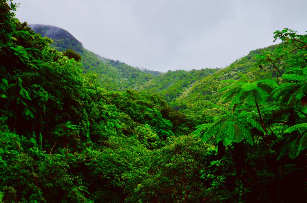 panama jungle and rainforest during rainy season