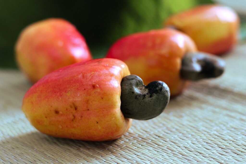 panamas cashew nut fruit