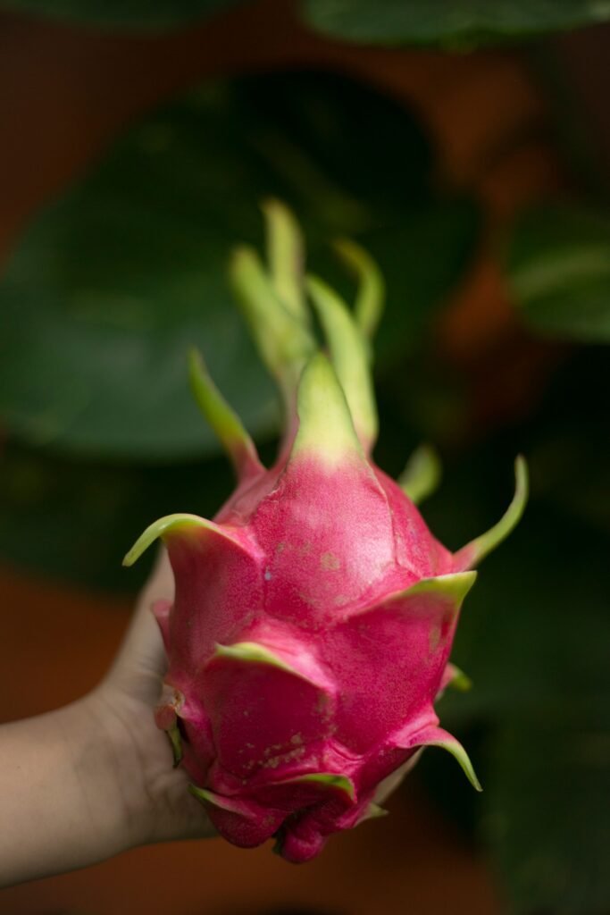 dragon fruit being served in panama
