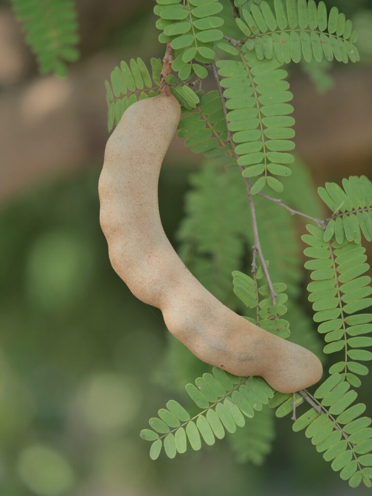 guaba fruit and plant in panama