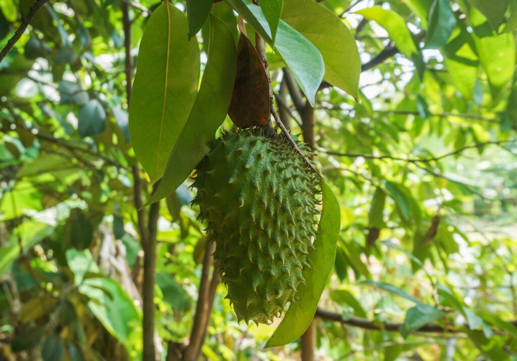 soursop fruit on a tree in panama